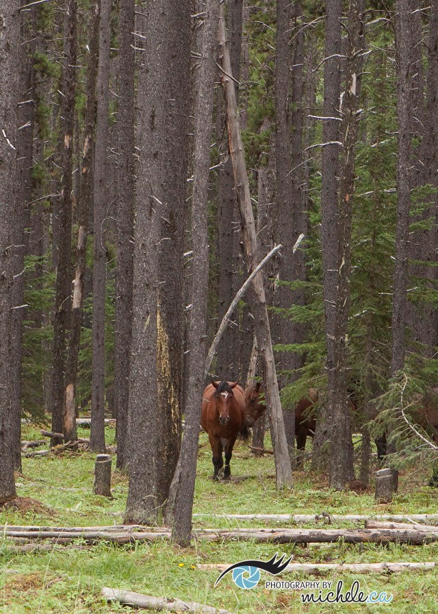 Wild Horses in Alberta 