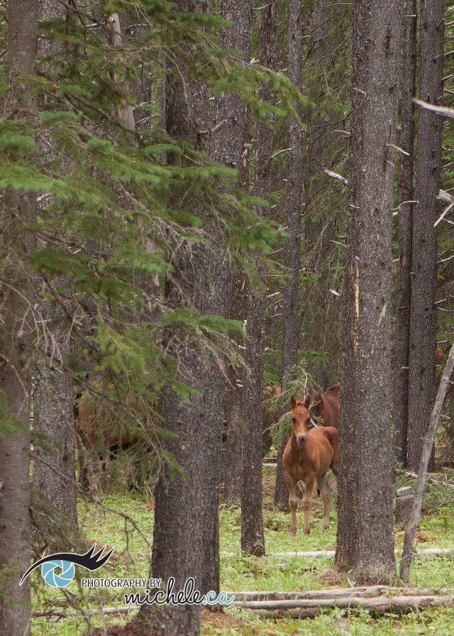 wild horses in Alberta