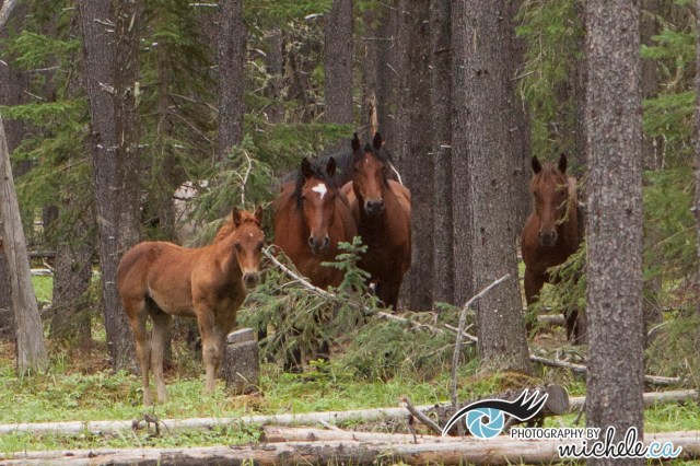 Wild Horses in Alberta
